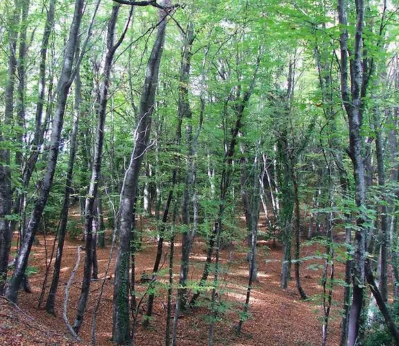 El Xalio